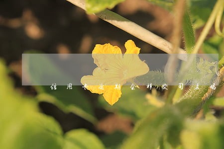 信用卡逾期会移交司法吗 信用卡逾期会移交司法吗