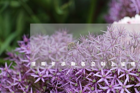 信用卡逾期会立刻上征信吗 信用卡逾期会立刻上征信吗