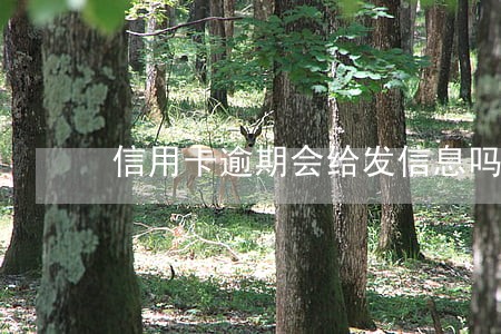 信用卡逾期会给发信息吗 信用卡逾期会给发信息吗