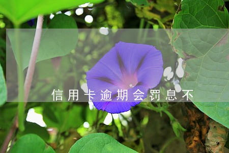 信用卡逾期会罚息不 信用卡逾期会罚息不