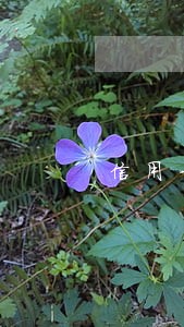 信用卡逾期会联系当地村委吗 信用卡逾期会联系当地村委吗