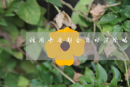 信用卡逾期会自动消除吗五年 信用卡逾期会自动消除吗五年