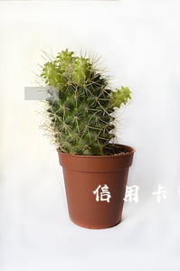 信用卡逾期会自动销户吗