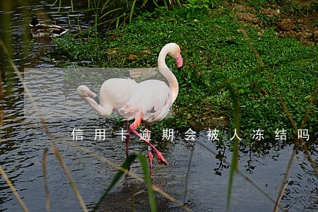 信用卡逾期会被人冻结吗 信用卡逾期会被人冻结吗