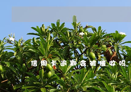 信用卡逾期会被催收吗 信用卡逾期会被催收吗