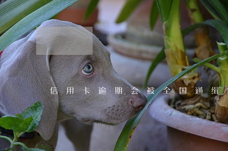 信用卡逾期会被全国通缉吗 信用卡逾期会被全国通缉吗