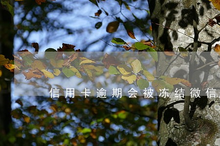 信用卡逾期会被冻结微信吗 信用卡逾期会被冻结微信吗