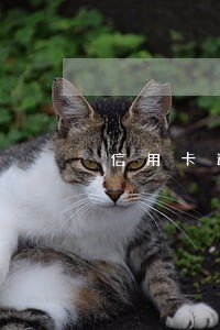 信用卡逾期会被刑事拘留吗 信用卡逾期会被刑事拘留吗