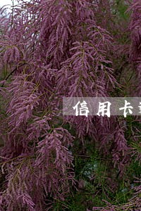 信用卡逾期会被刑事拘留多久 信用卡逾期会被刑事拘留多久