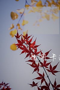 信用卡逾期会被协商扣吗