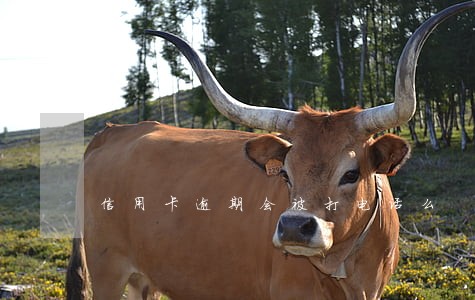 信用卡逾期会被打电话么 信用卡逾期会被打电话么