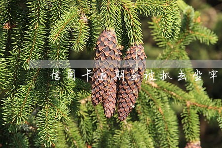 信用卡逾期会被抓去坐牢嘛
