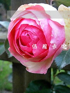 信用卡逾期会被拘留 信用卡逾期会被拘留