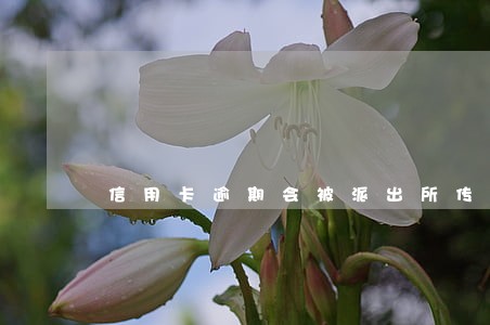 信用卡逾期会被派出所传唤吗 信用卡逾期会被派出所传唤吗