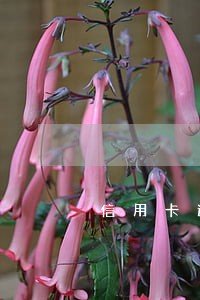 信用卡逾期会被网上追捕吗 信用卡逾期会被网上追捕吗