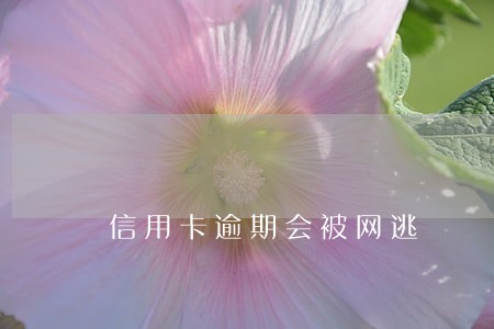信用卡逾期会被网逃 信用卡逾期会被网逃