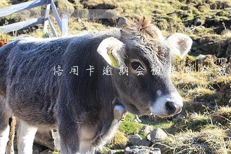 信用卡逾期会被要求全额还款吗