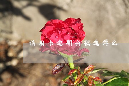 信用卡逾期会被通缉么 信用卡逾期会被通缉么