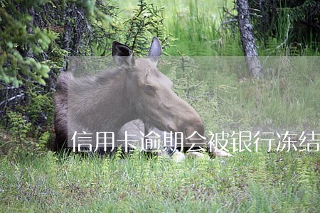信用卡逾期会被银行冻结么