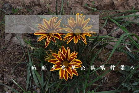 信用卡逾期会被银行禁入吗 信用卡逾期会被银行禁入吗