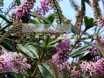 信用卡逾期会让你添加专员补救吗 信用卡逾期会让你添加专员补救吗