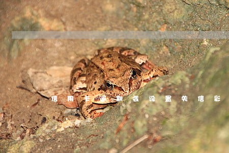 信用卡逾期会设置失信彩铃吗