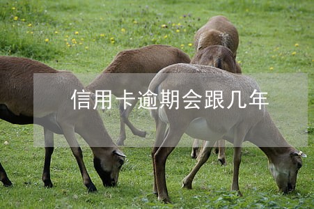 信用卡逾期会跟几年 信用卡逾期会跟几年
