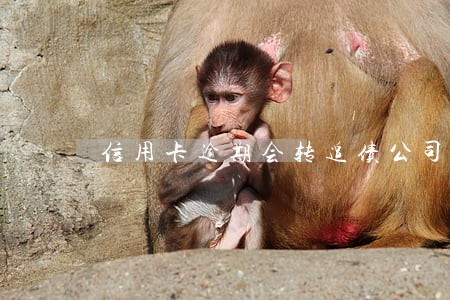 信用卡逾期会转追债公司吗 信用卡逾期会转追债公司吗