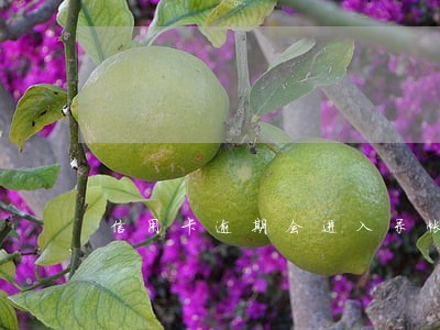 信用卡逾期会进入呆帐吗