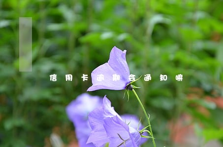 信用卡逾期会通知嘛 信用卡逾期会通知嘛