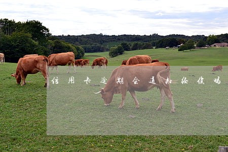 信用卡逾期会通知经侦吗 信用卡逾期会通知经侦吗