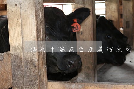 信用卡逾期会造成污点吗 信用卡逾期会造成污点吗