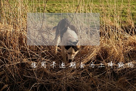 信用卡逾期会马上降额吗