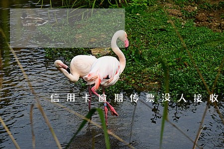 信用卡逾期传票没人接收 信用卡逾期传票没人接收