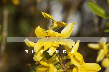 信用卡逾期传讯 信用卡逾期传讯