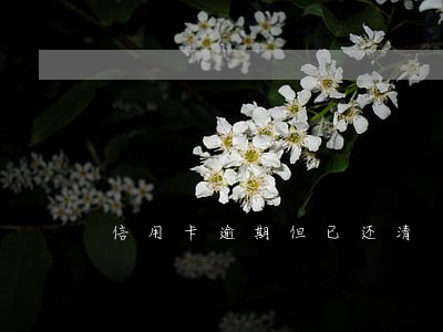 信用卡逾期但已还清 信用卡逾期但已还清