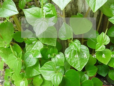 信用卡逾期但是会最低还款 信用卡逾期但是会最低还款