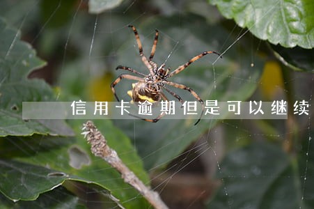 信用卡逾期但是可以继续使用