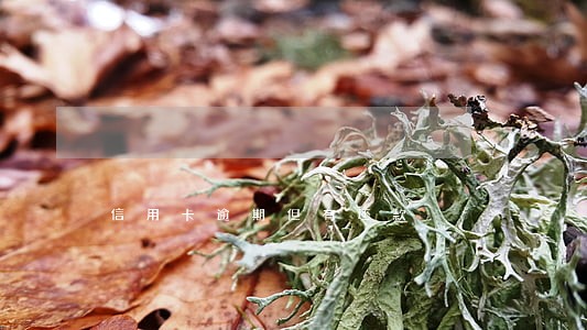 信用卡逾期但有还款 信用卡逾期但有还款
