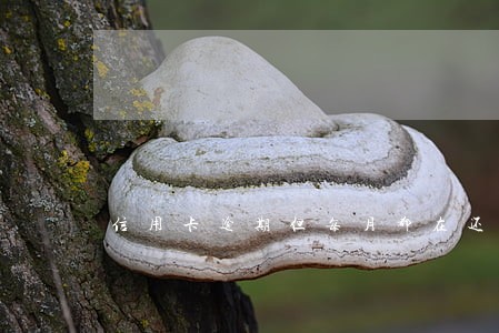 信用卡逾期但每月都在还 信用卡逾期但每月都在还
