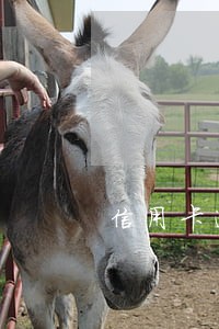 信用卡逾期低保能办了吗