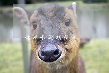 信用卡逾期住牢 信用卡逾期住牢