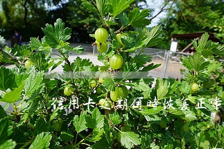 信用卡逾期何时恢复正常 信用卡逾期何时恢复正常