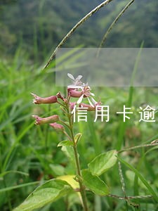 信用卡逾期余额 信用卡逾期余额