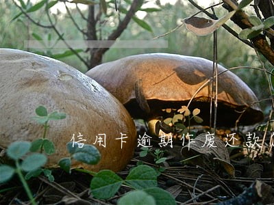 信用卡逾期作废还款怎么计算 信用卡逾期作废还款怎么计算