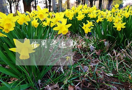 信用卡逾期作文