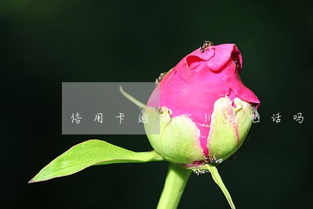 信用卡逾期你们接电话吗 信用卡逾期你们接电话吗