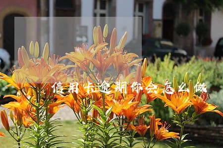 信用卡逾期你会怎么做 信用卡逾期你会怎么做