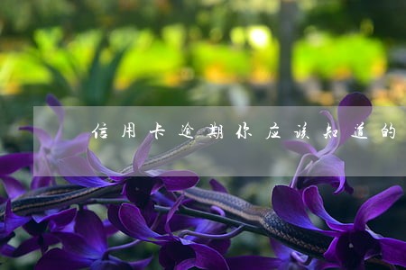 信用卡逾期你应该知道的事 信用卡逾期你应该知道的事