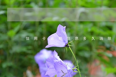 信用卡逾期信息多久消除